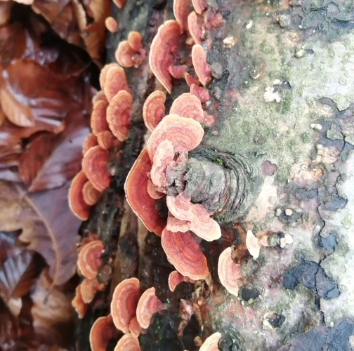 Natália Tarageľová