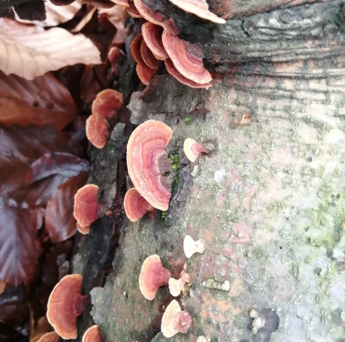 Natália Tarageľová