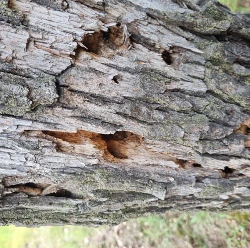 Great capricorn beetle