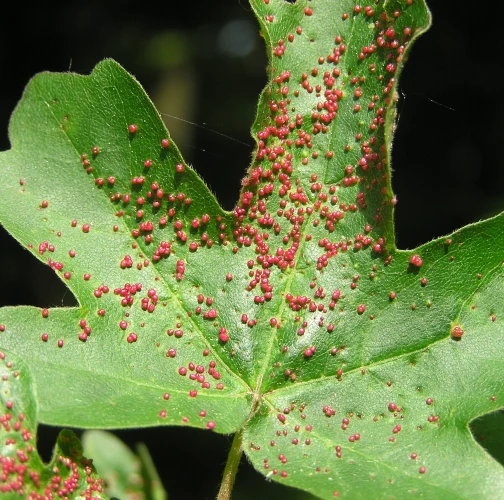 Gall mite Aceria myriadeum