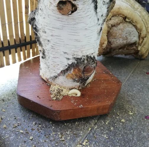 Violet carpenter bee