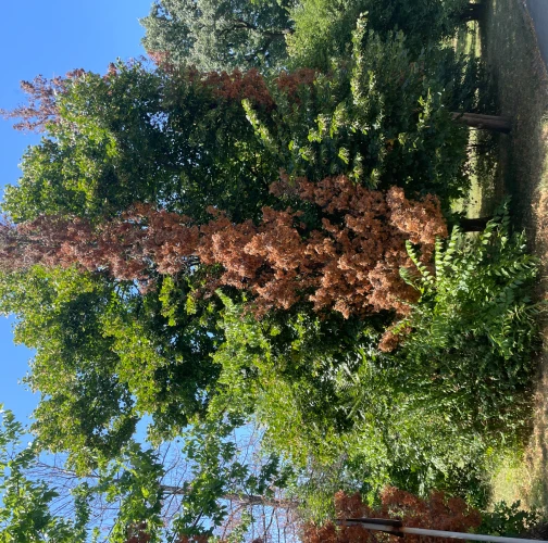 Cypress jewel beetle