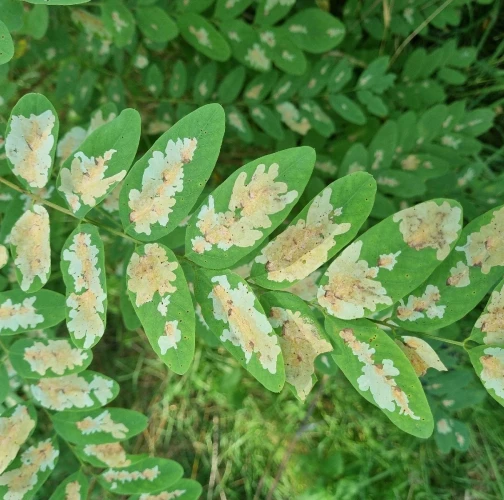 Locust digitate leaf miner