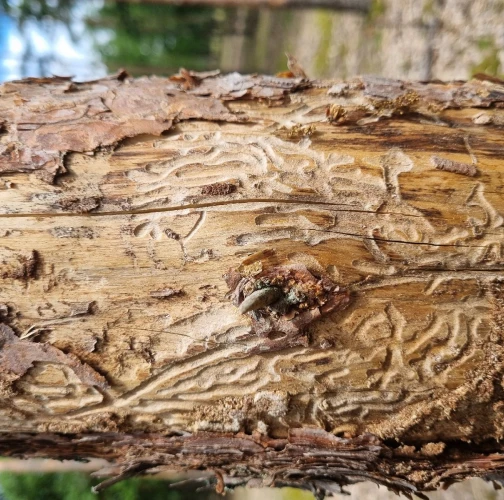 Six-toothed pine bark beetle