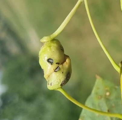 Poplar spiral gall aphid