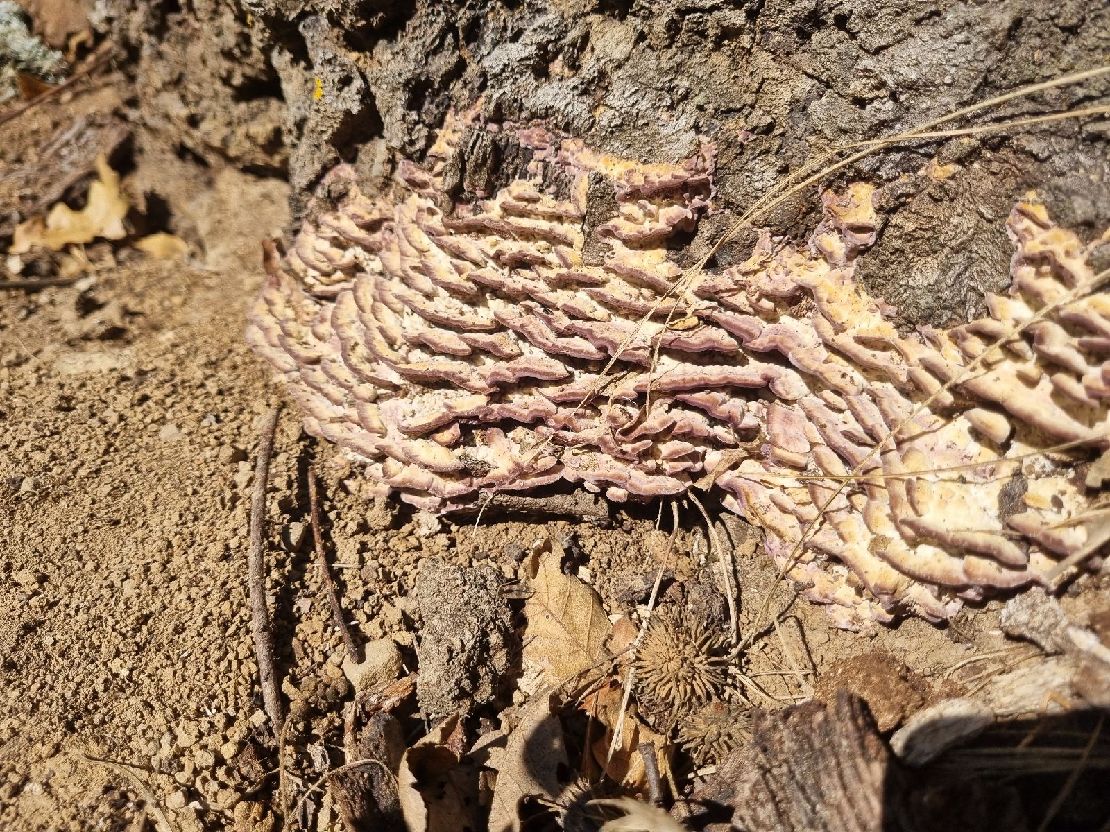 A - nie je v databáze