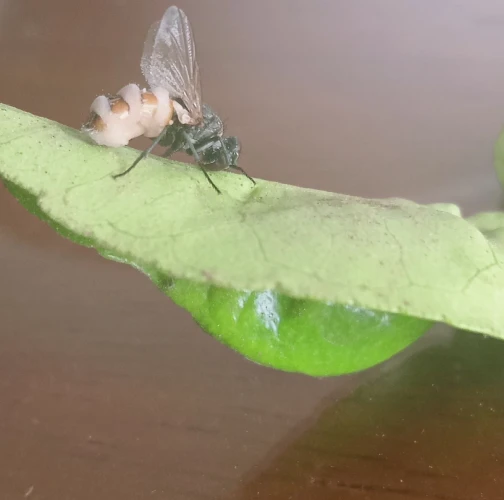 A - Ambiguously determined, we are not sure