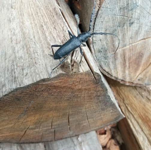 Long-horned beetle Cerambyx scopolii