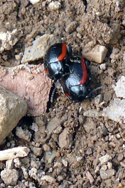 A - nie je v databáze