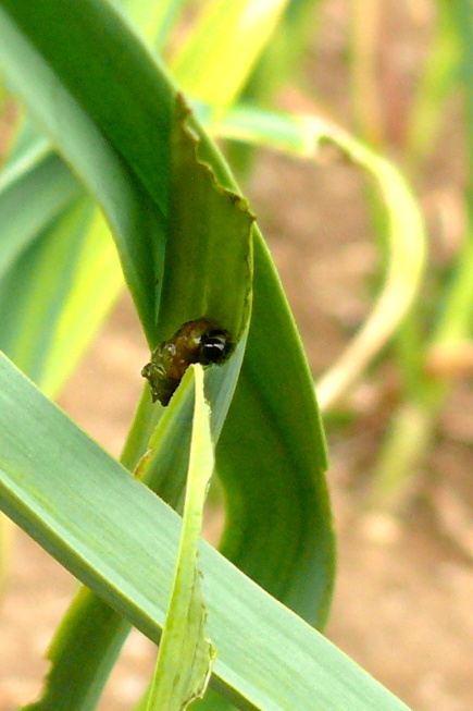 A - nie je v databáze