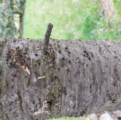 Bow-legged fir aphid