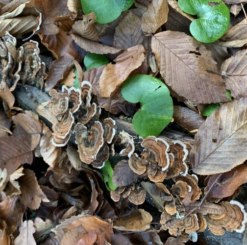 Turkey tail