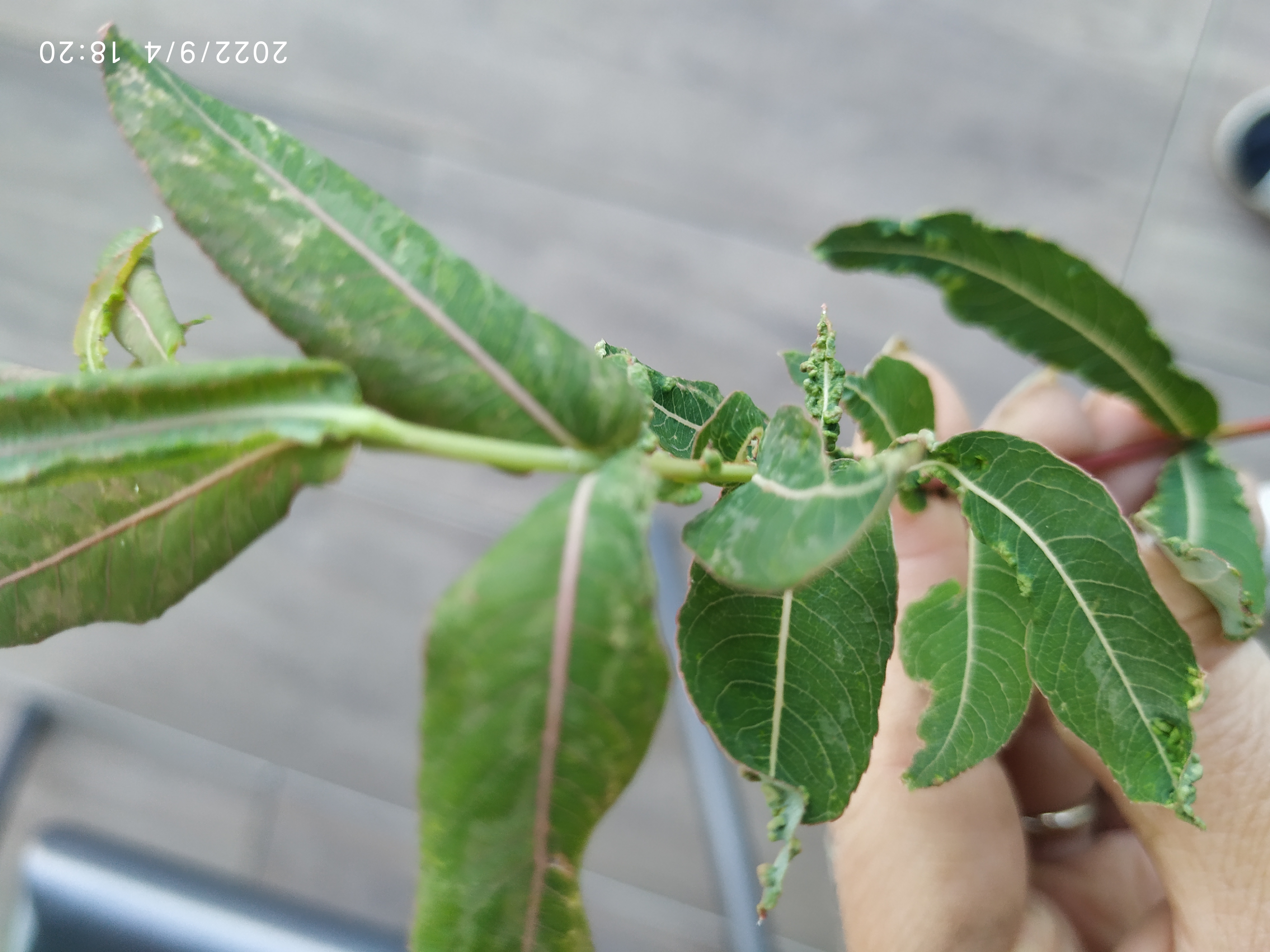 A - nie je v databáze