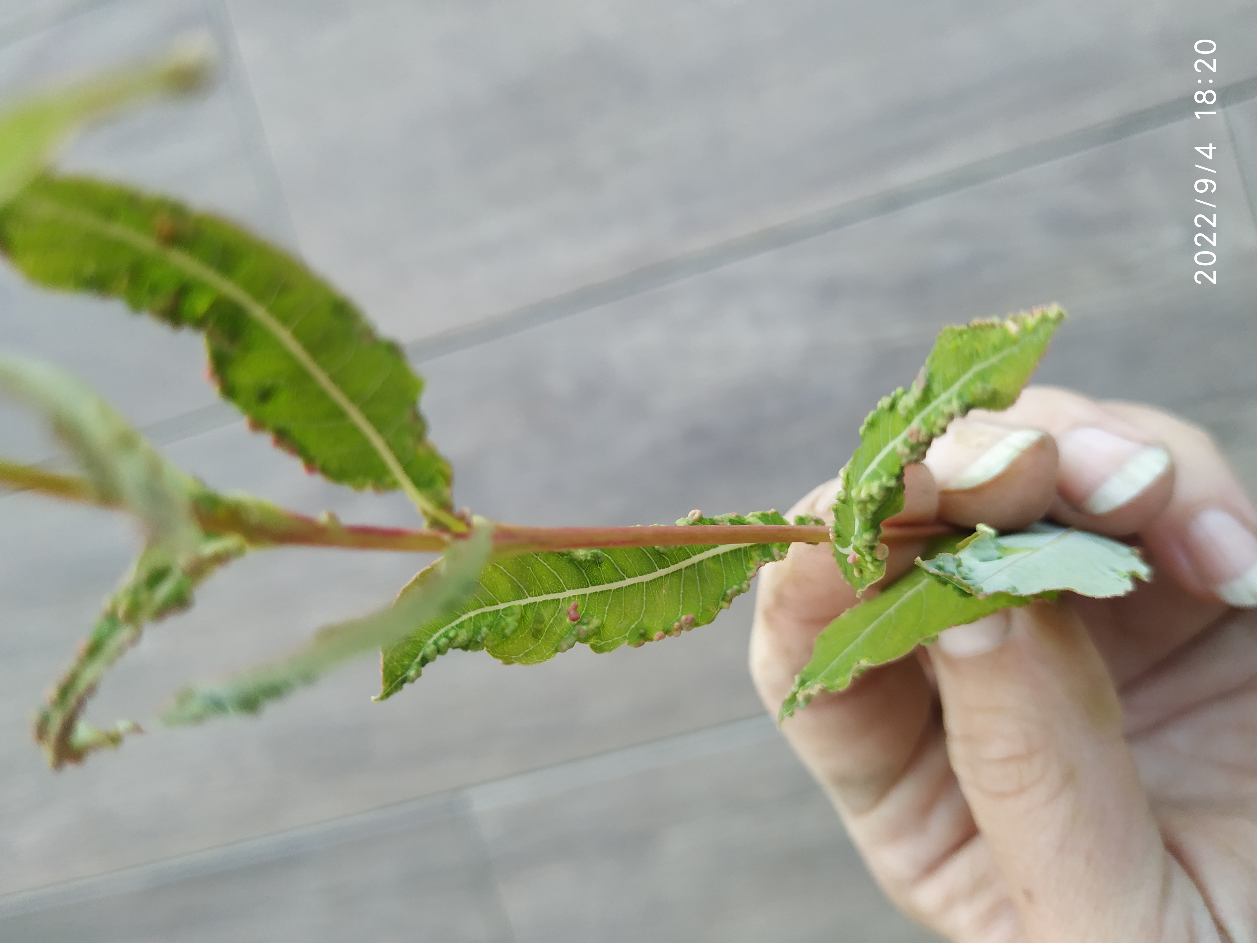 A - nie je v databáze