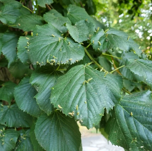 Gall mite Eriophyes tiliae