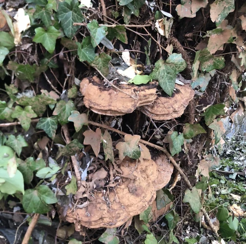 Ganoderma applanatum (= lipsiense)