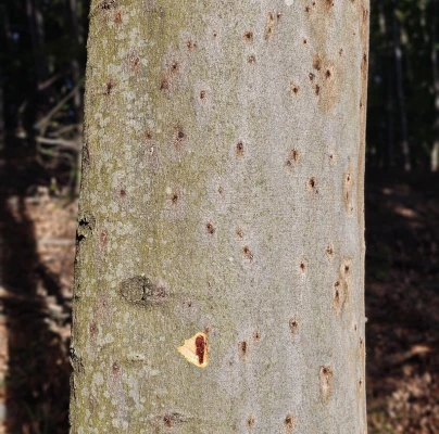 Beech bark beetle