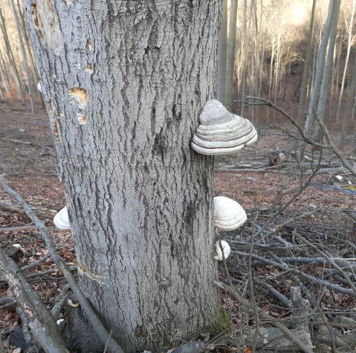 Tinder fungus