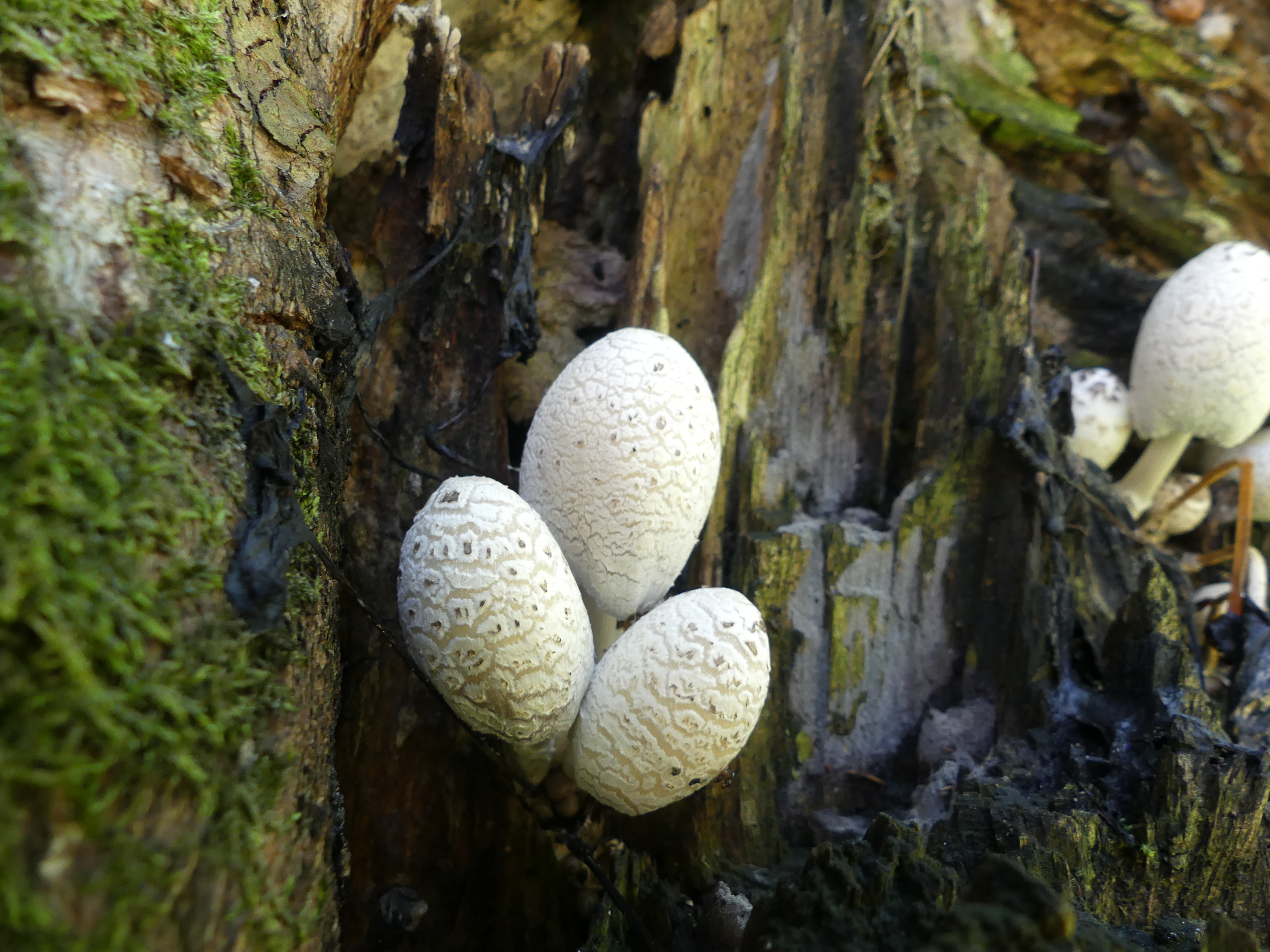 A - nie je v databáze