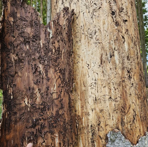European spruce bark beetle