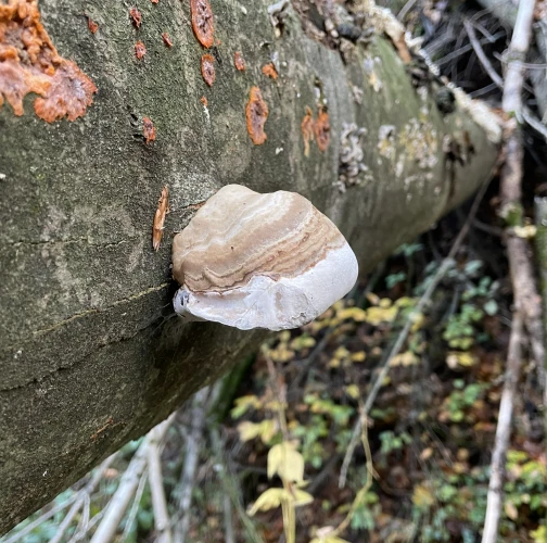 Tinder fungus