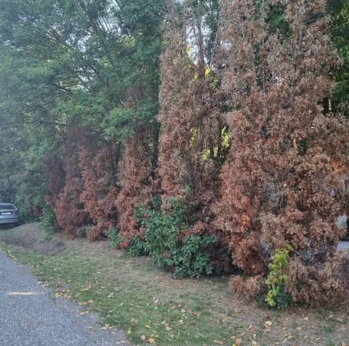 Cypress jewel beetle