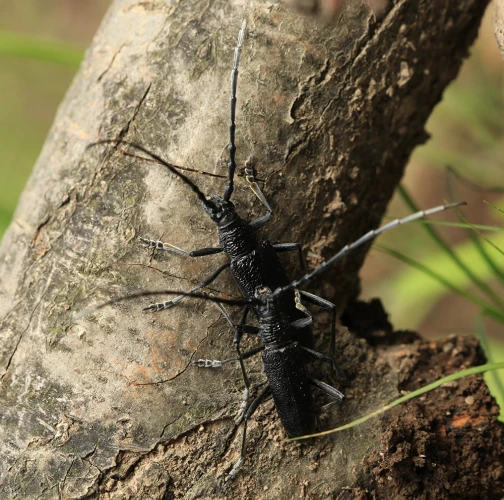 Long-horned beetle Cerambyx scopolii
