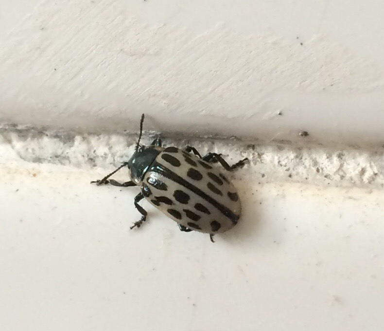 Chrysomela vigintipunctata