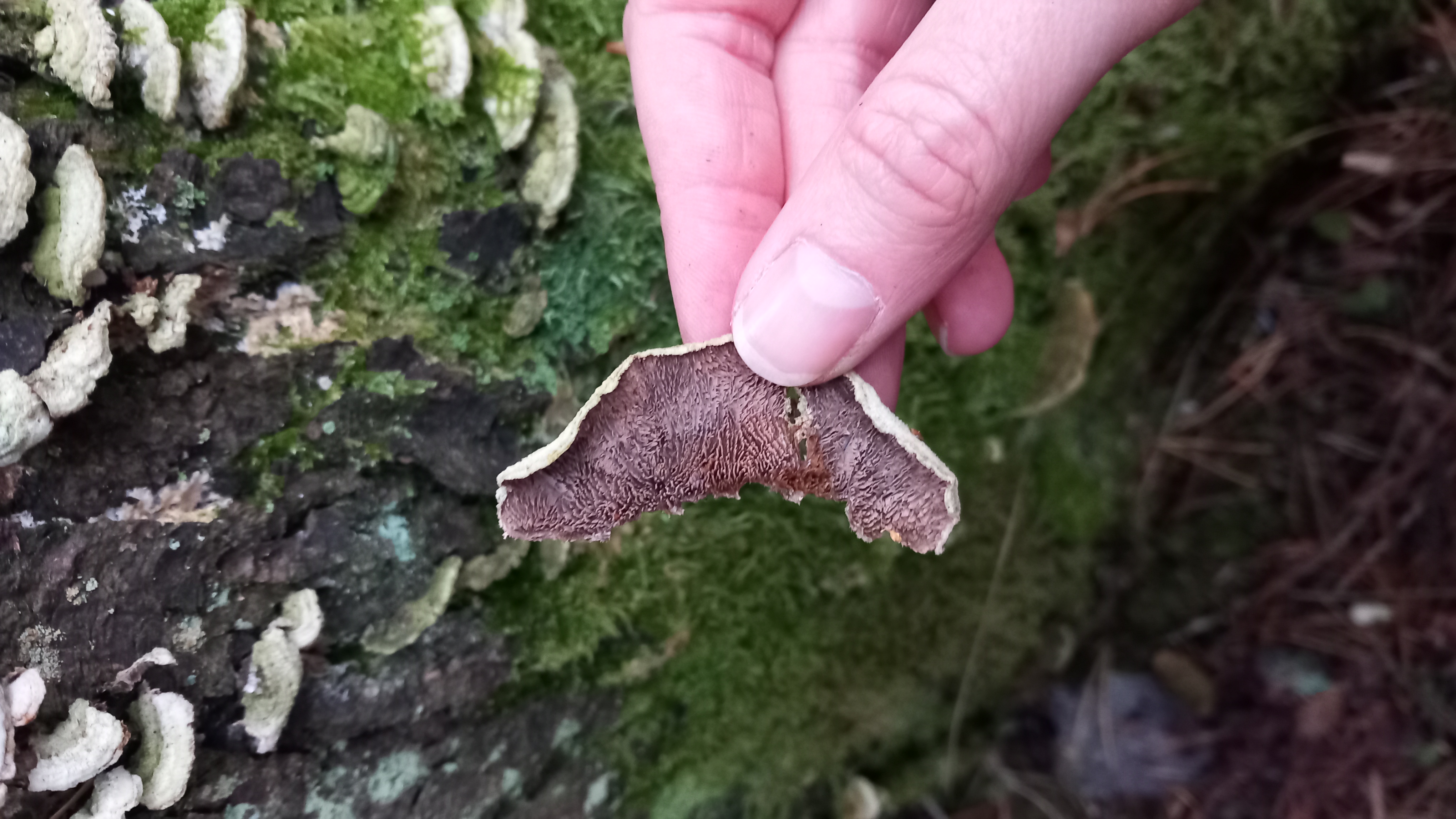 A - nie je v databáze