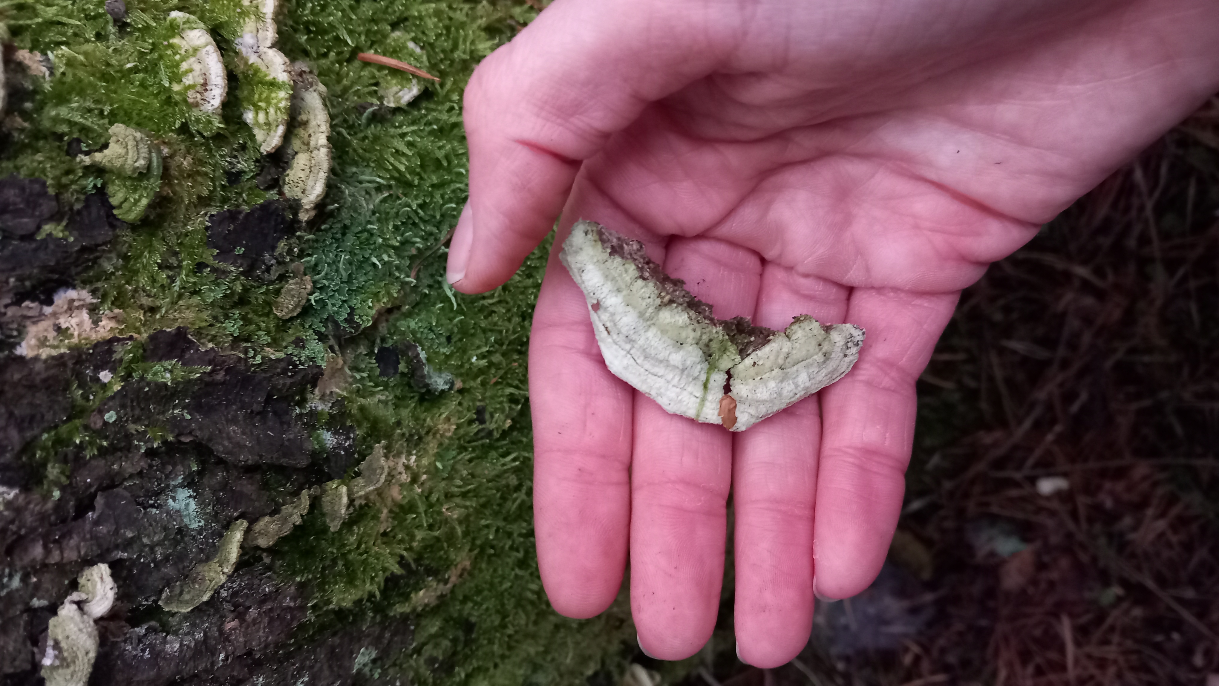 A - nie je v databáze