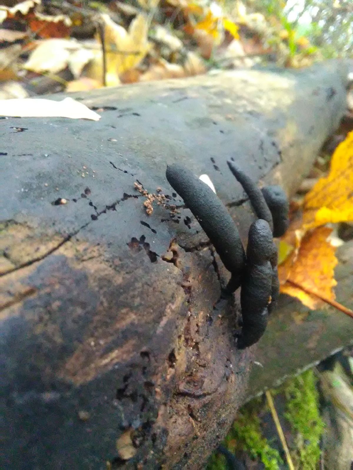 A - nie je v databáze