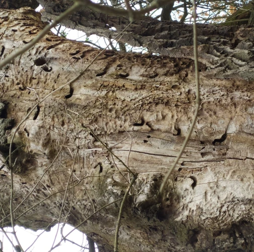 Great capricorn beetle