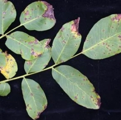 Walnut anthracnose