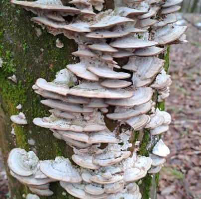 Trametes wood decay