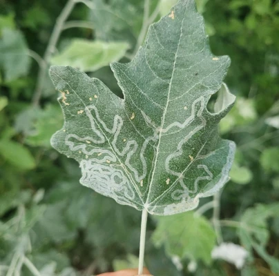 Leafminer Phyllocnistis xenia
