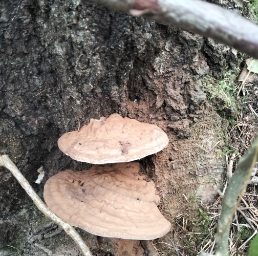 Ganoderma applanatum (= lipsiense)