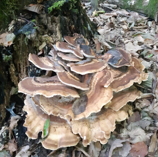 Turkey tail