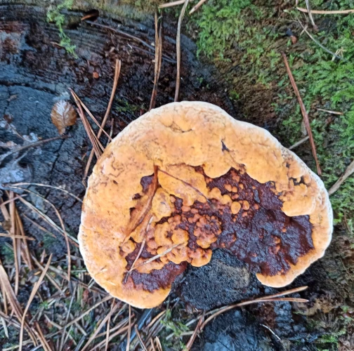 Fungus Gloeophyllum odoratum 