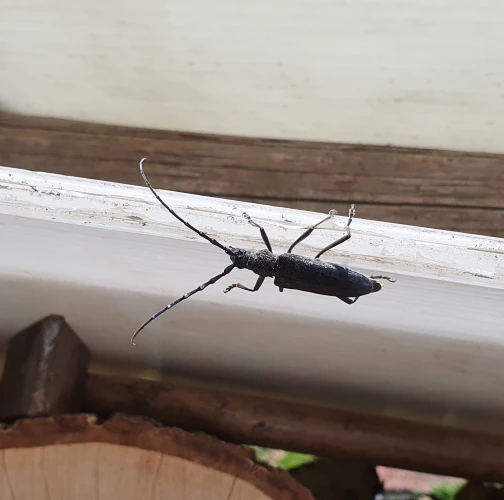 Long-horned beetle Cerambyx scopolii