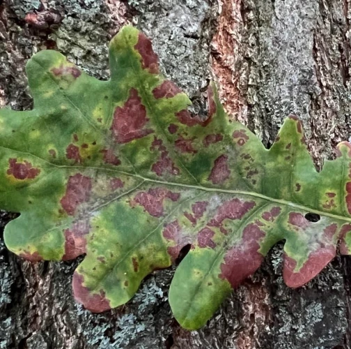 Za zeleň Petržalky