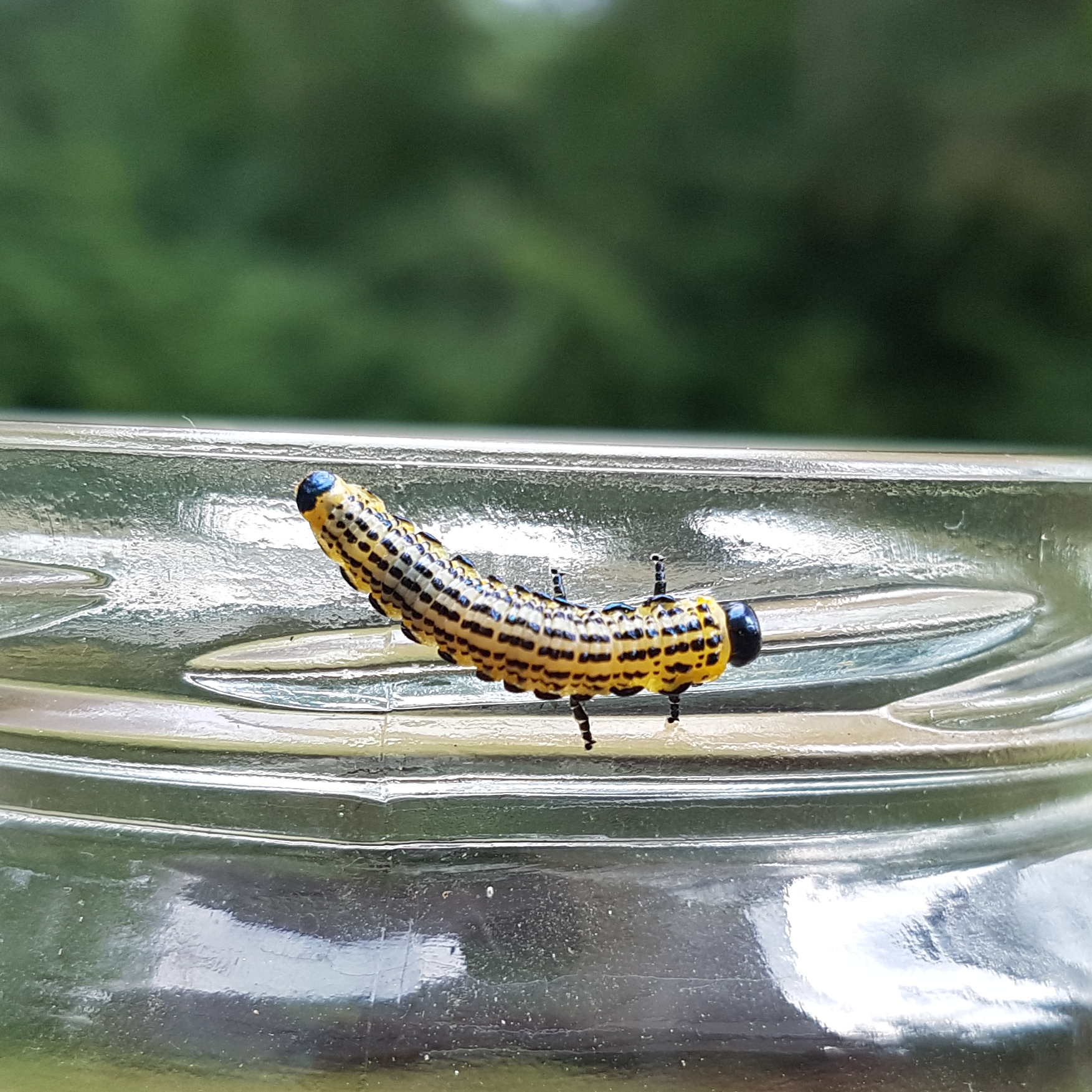 Croesus septentrionalis