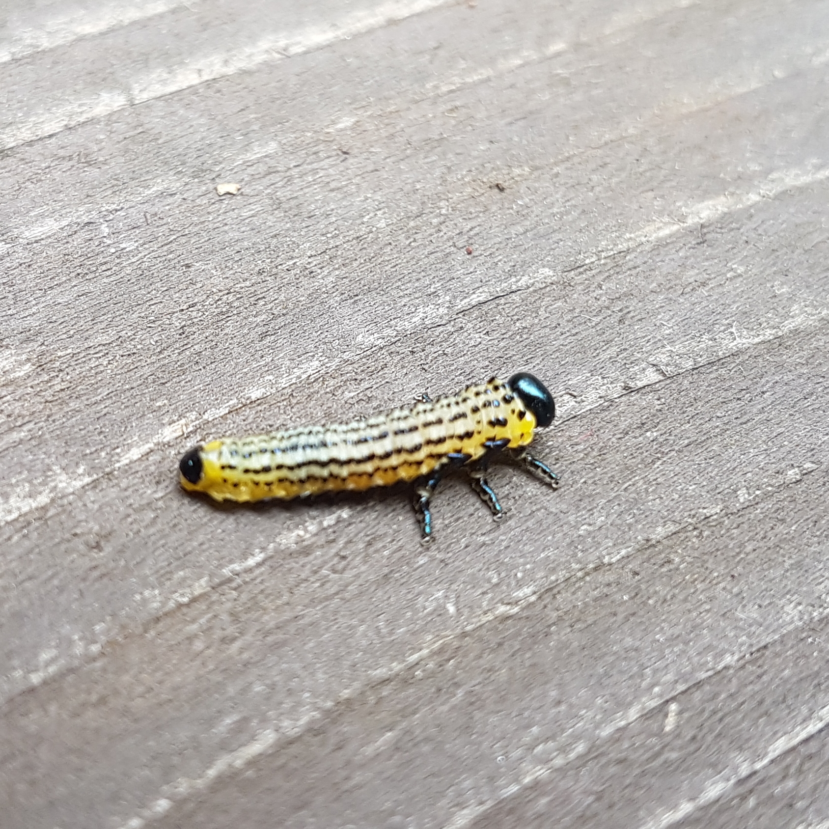 Croesus septentrionalis