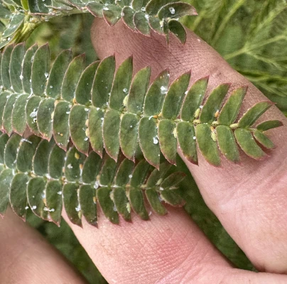 Ivan Dubnica nad Váhom