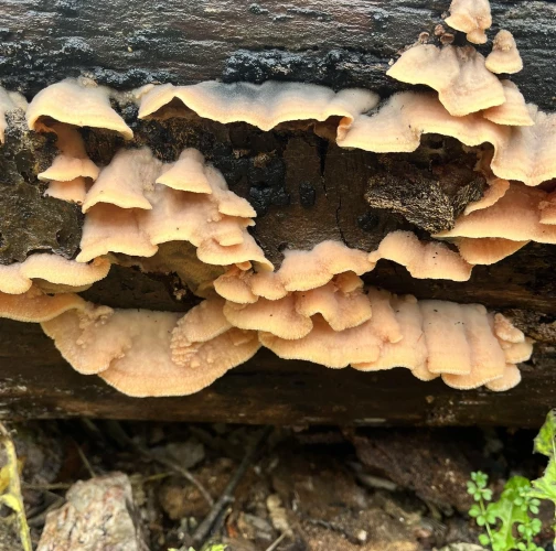 False Turkey tail