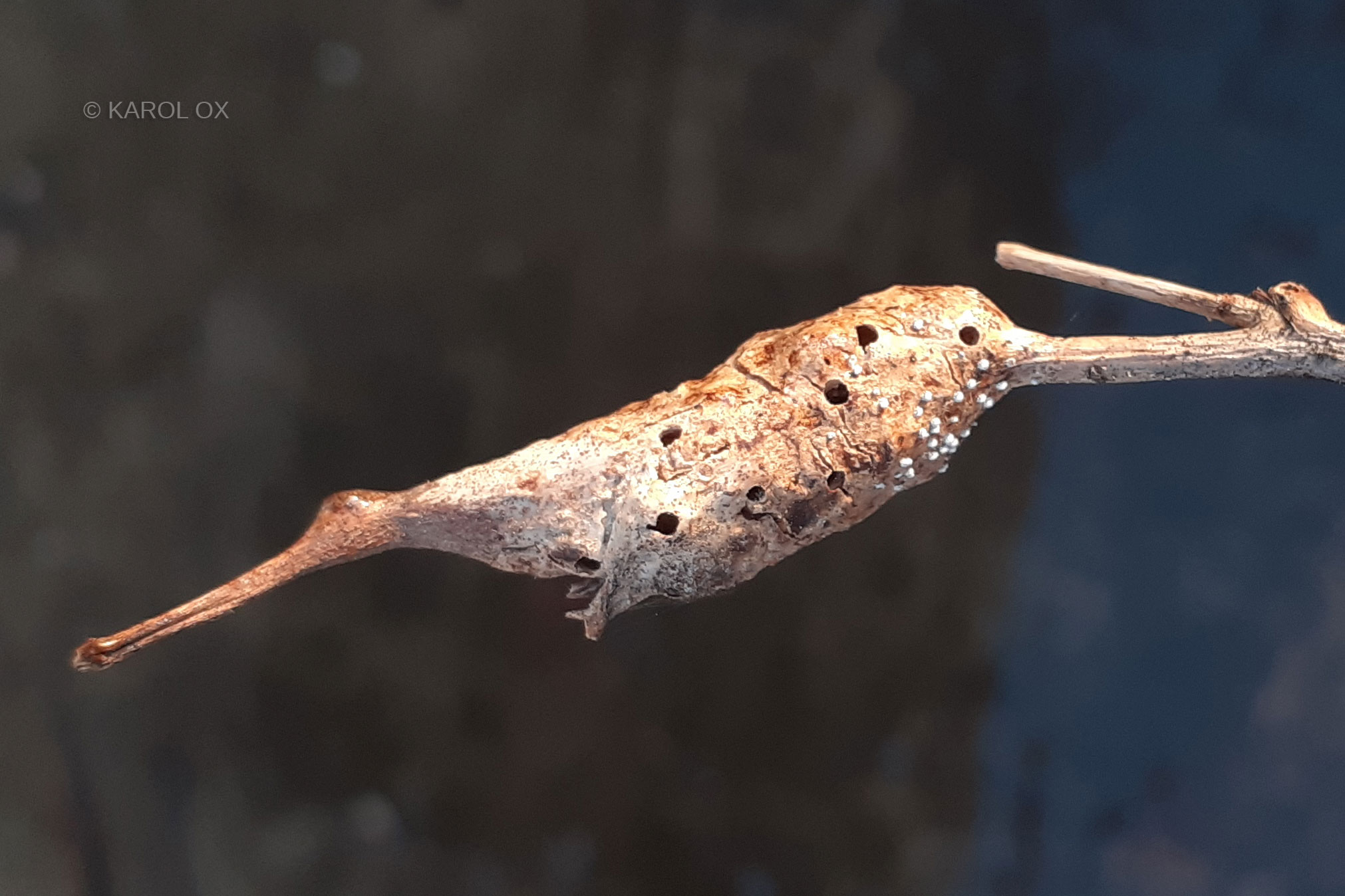 A - nie je v databáze