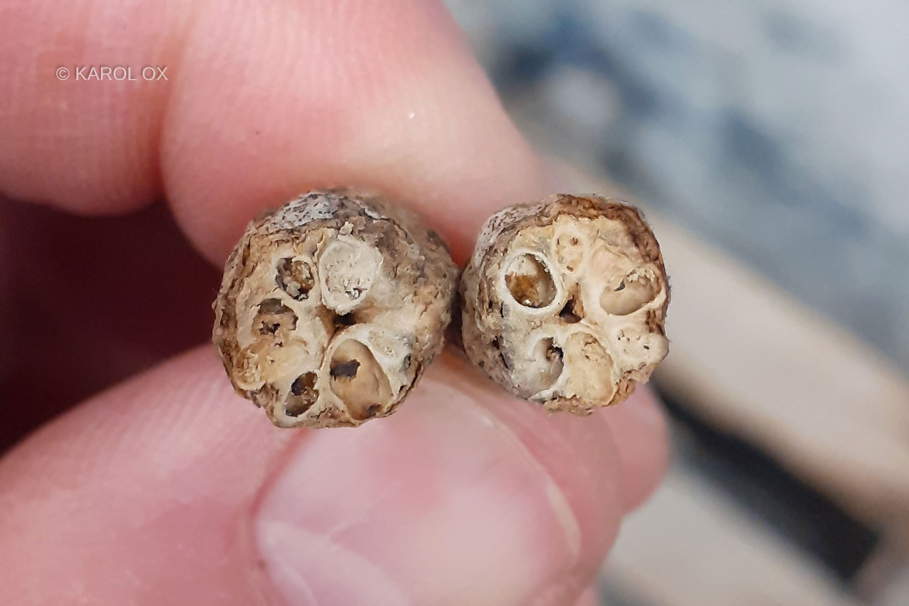 A - nie je v databáze