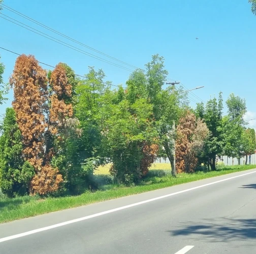 Cypress jewel beetle