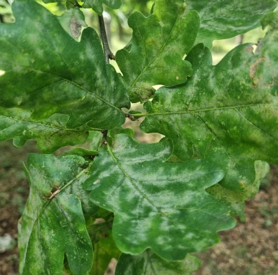 Oak powdery mildew