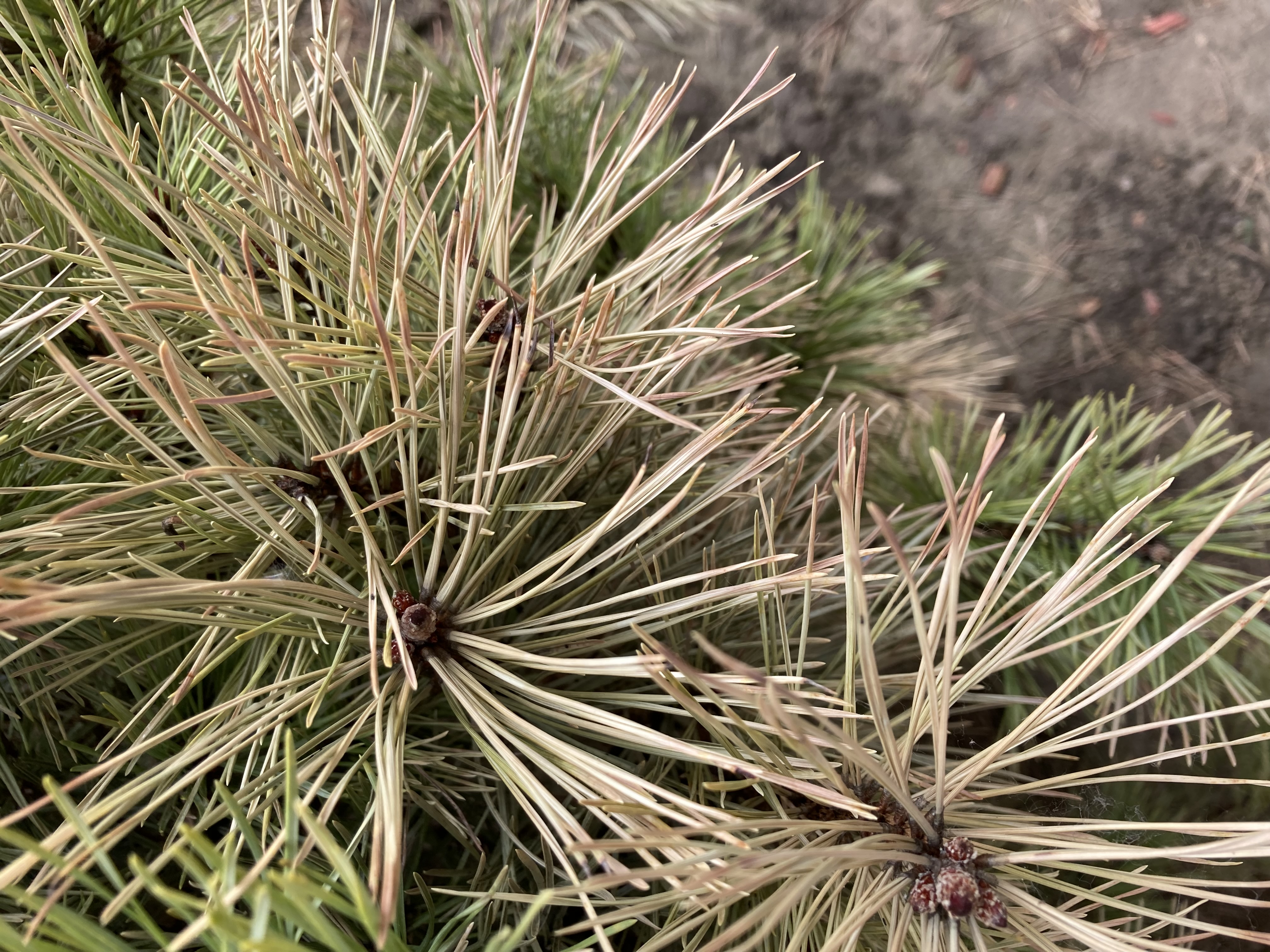 A - nejednoznačne určený, nie sme si istí