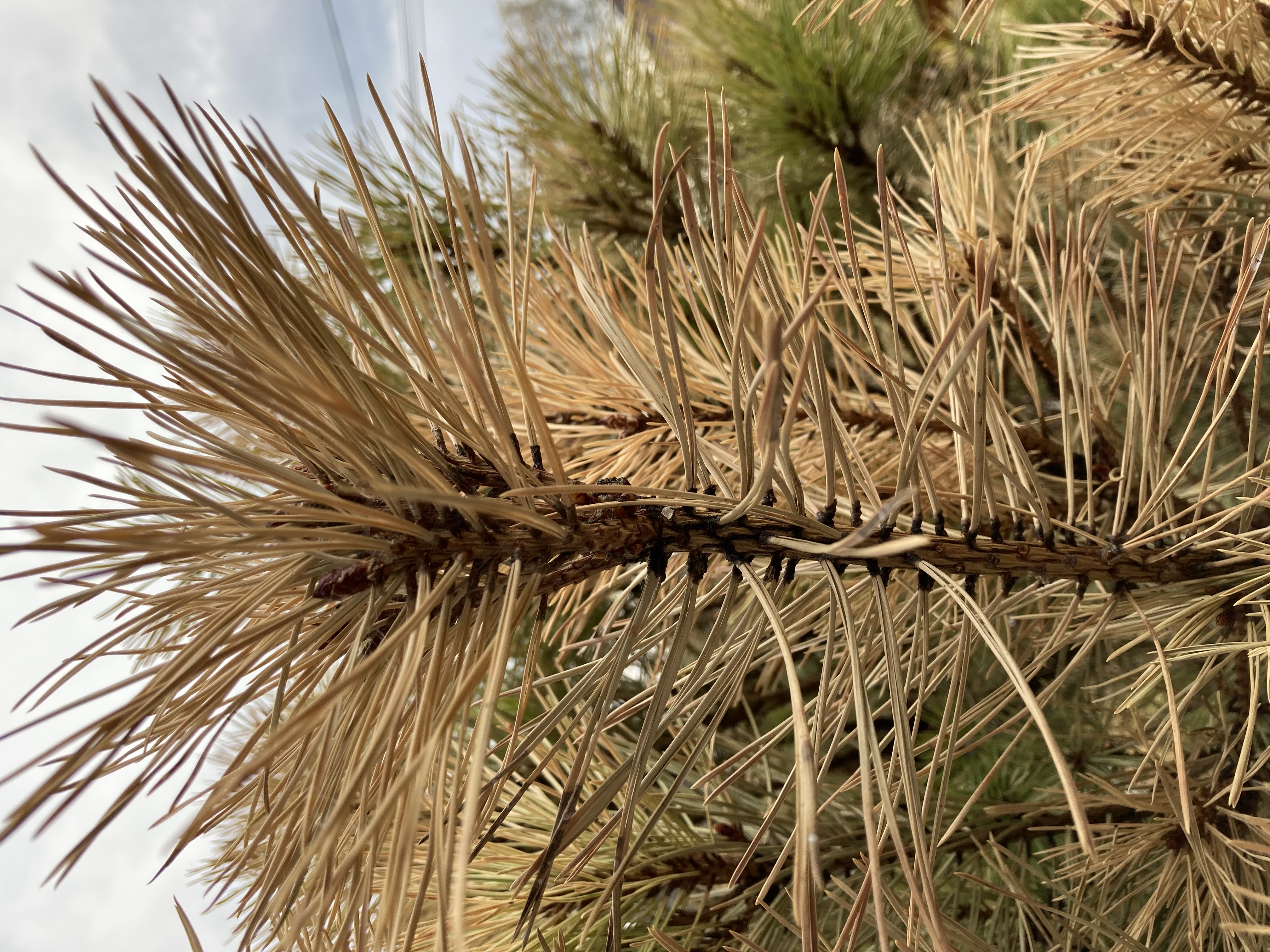 A - nejednoznačne určený, nie sme si istí